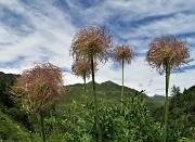 81 Pulsatilla alpina in infruttescenza avanzata